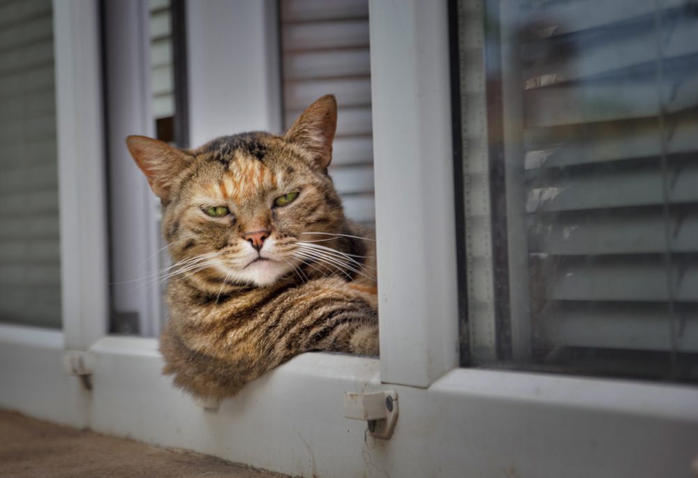 Когда на тренировку? 😼